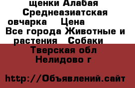 щенки Алабая (Среднеазиатская овчарка) › Цена ­ 15 000 - Все города Животные и растения » Собаки   . Тверская обл.,Нелидово г.